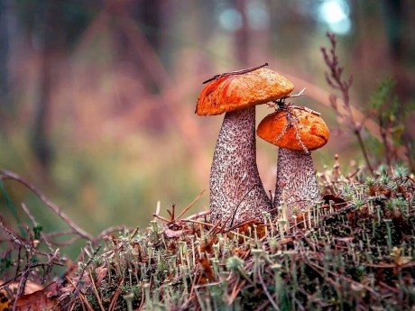 В санэпидслужбе напомнили, какие белорусские грибы нельзя есть и что делать при отравлении