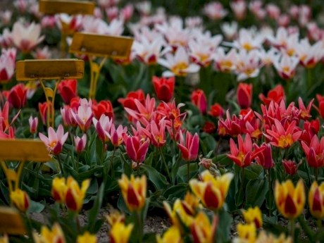 Выставка цветов «Дыхание Весны» пройдет в Ботаническом саду с 1 по 12 марта