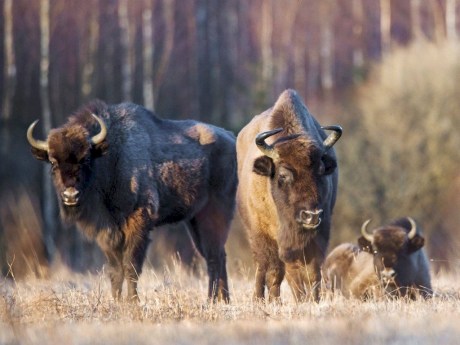 Беловежская пуща бьет рекорды: зубров стало больше!