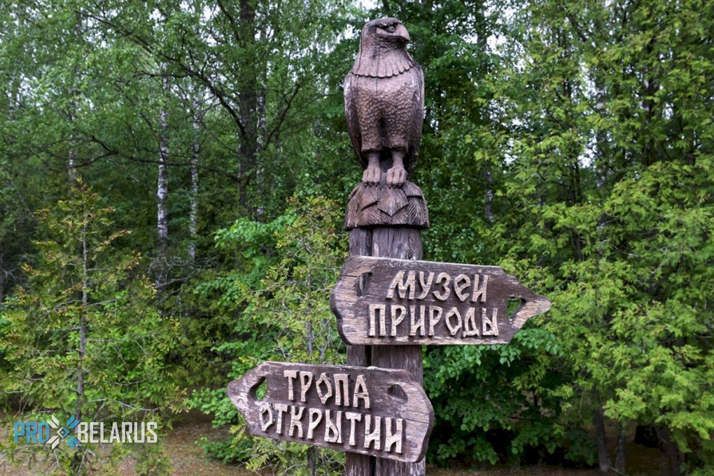 100 тысяч туристов в год: почему Березинский заповедник бьёт рекорды по посещаемости