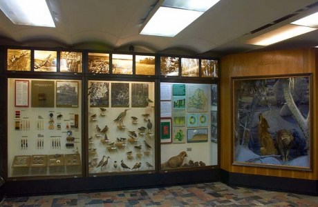 Музей природы и экологии РБ