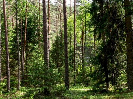 Из-за жары почти на половине территории страны ограничили посещение лесов