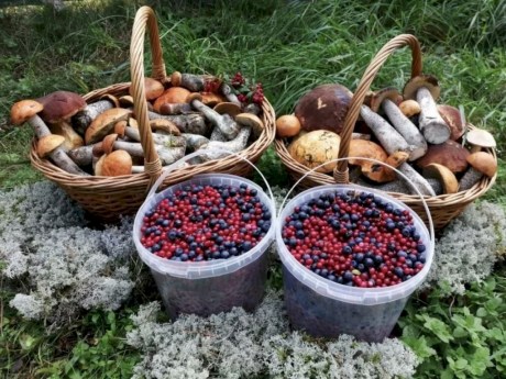 В Беларуси ввели налог на сбор грибов и ягод. Кому придется платить?